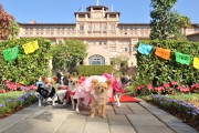 Крошка из Беверли Хиллз 3 / Beverly Hills Chihuahua 3: Viva La Fiesta! (2012) F41dd9452454357