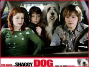 Лохматый папа / Shaggy Dog (2006) 1914b7452466772