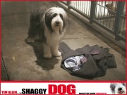 Лохматый папа / Shaggy Dog (2006) 625d23452466729